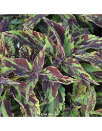 Coleus 'Purple Haze' - Solenostemon