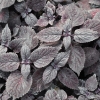 Coleus 'Spite Fire'-Solenostemon