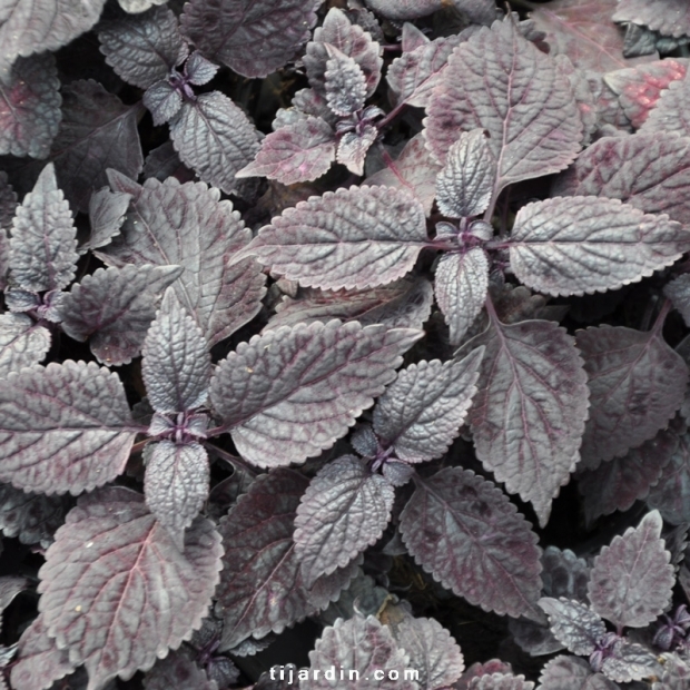 Coleus 'Spite Fire'-Solenostemon Coleus 'Spite Fire'-Solenostemon