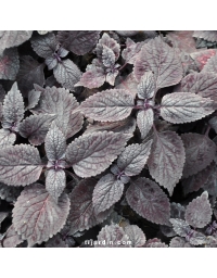 Coleus 'Black Prince'-Solenostemon