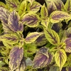 Coleus 'Capirina'-Solenostemon