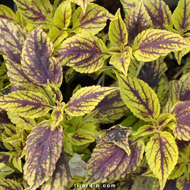 Coleus 'Capirina'-Solenostemon Coleus 'Capirina'-Solenostemon