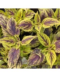 Coleus 'Caipirinha' - Solenostemon