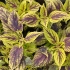 Coleus 'Caipirinha' - Solenostemon