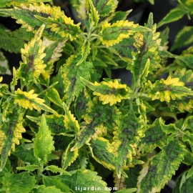 Coleus 'Aligatortur'-Solenostemon