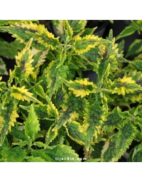 Coleus 'Alligator Tears' - Solenostemon
