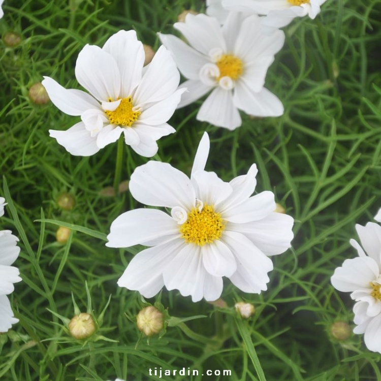 Cosmos Bipinnatus 'Casanova' : Cosmos Bipenné colorées - Tijardin