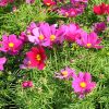 Cosmos bipinnatus 'Casanova'