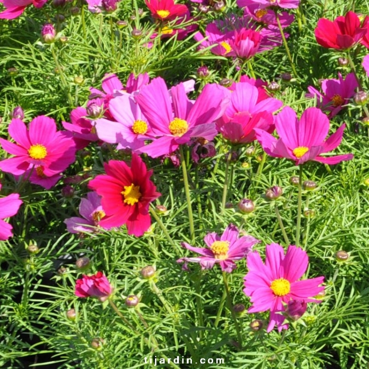 Cosmos Bipinnatus 'Casanova' : Cosmos Bipenné colorées - Tijardin