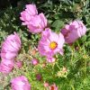 Cosmos bipinnatus 'Casanova'