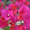 Bougainvillea 'Blush'