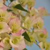 Bougainvillea 'Double Blanc'