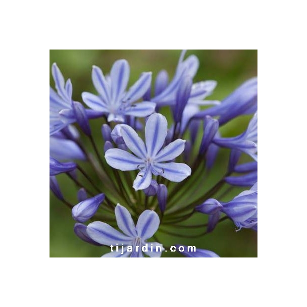 Agapanthus 'Sweet Surprise' Agapanthus 'Sweet Surprise'