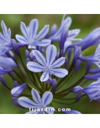 Agapanthe 'Sweet Surprise'