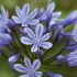 Agapanthe 'Sweet Surprise'