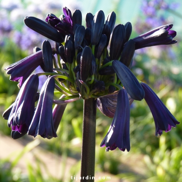 Agapanthus 'Black Magic' Agapanthus 'Black Magic'