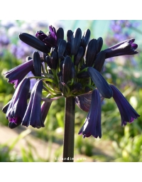 Agapanthe 'Black Magic'