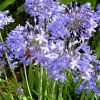 Agapanthus 'Star Quality'