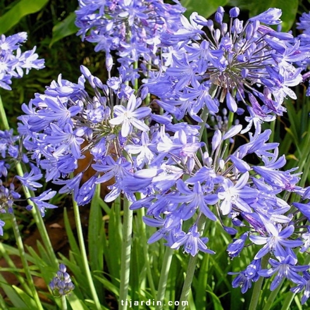 Agapanthus 'Star Quality'
