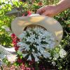 Agapanthus 'White Heaven'