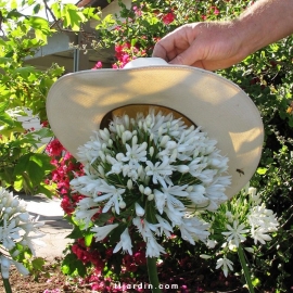 Agapanthus 'White Heaven'