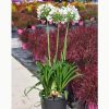 Agapanthus 'White Heaven'