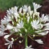 Agapanthus 'White Heaven'