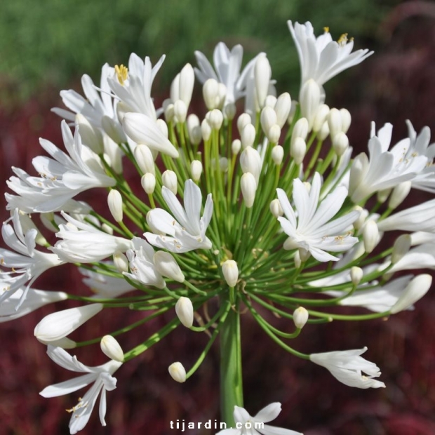 Agapanthus 'White Heaven'