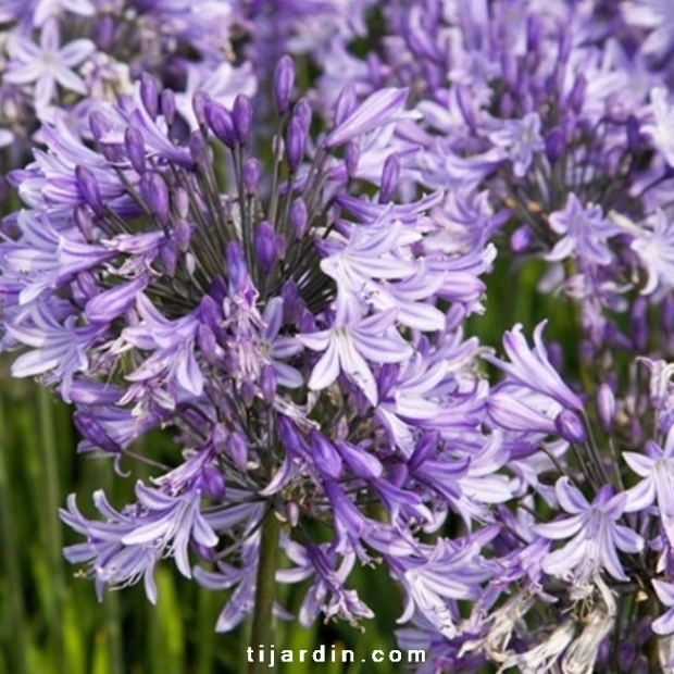 Agapanthus 'Pretty Sandy' Agapanthus 'Pretty Sandy'