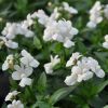 Nemesia Fruticans 'Nuvo'