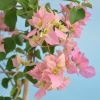 Bougainvillea 'Double Rose'