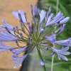 Agapanthus africanus bleu