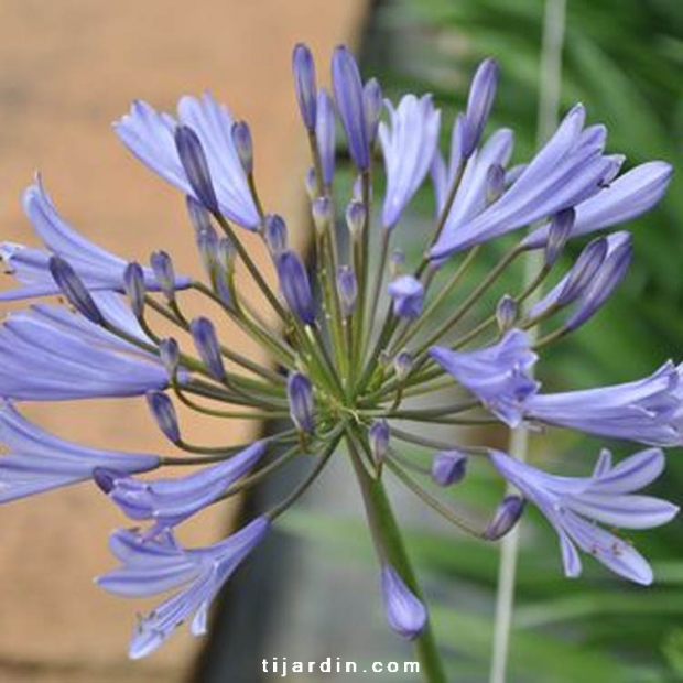 Agapanthe africanus