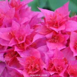 Bougainvillea 'Double Rouge'