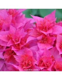 Bougainvillier 'Double Rouge'