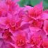 Bougainvillier 'Double Rouge'