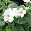 Bacopa 'Scopia Gulliver'-Sutera