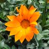 Gazania rigens hybride