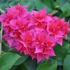 Bougainvillea 'Double Rouge'