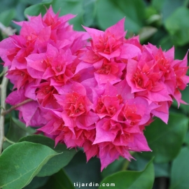 Bougainvillea 'Double Rouge'