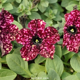 Petunia bicolore