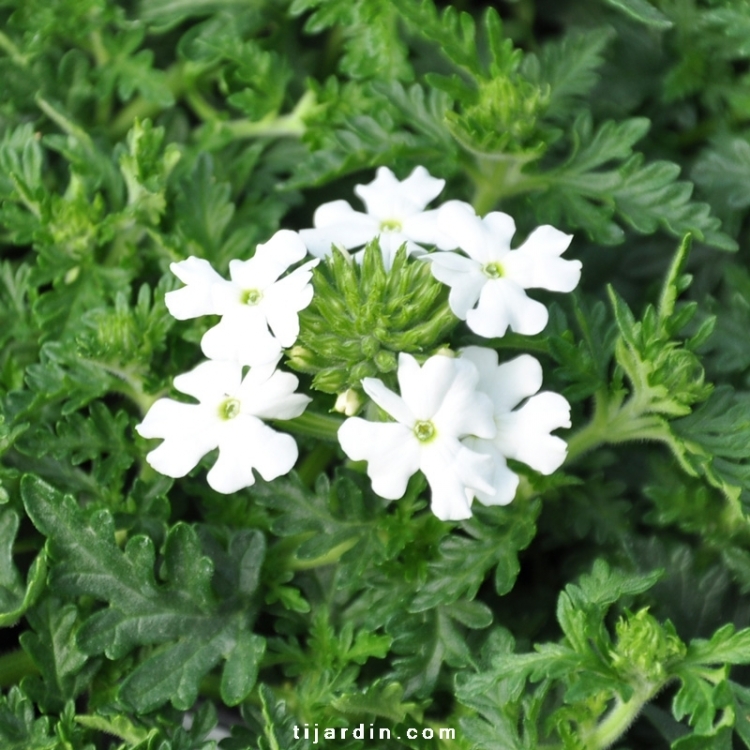 Verveine : Verbena annuelle aux fleurs vives et colorées - Tijardin