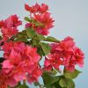 Bougainvillea 'Double Rouge'