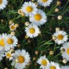 Anthemis 'Molimba'