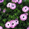 Osteospermum