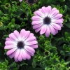 Osteospermum