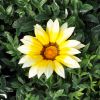 Gazania rigens hybride