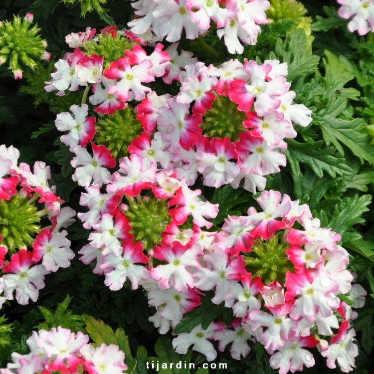 Verveine bicolore : Verbena retombante aux fleurs bicolores - Tijardin