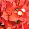 Bougainvillea 'Flame'