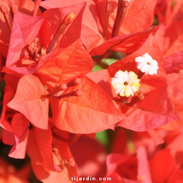 Bougainvillea 'Flame'